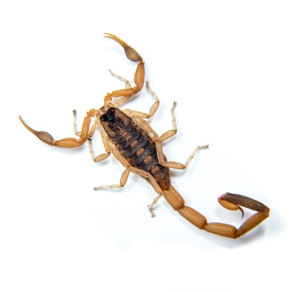 Czy w Pensylwanii były kiedyś skorpiony?