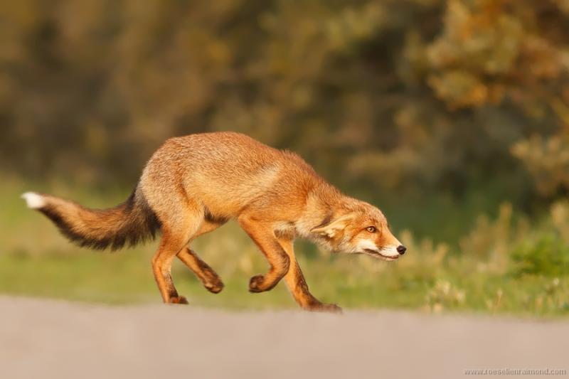 Jak porozumiewają się lisy? Wyjaśnienie mowy ciała, głosu i zapachów