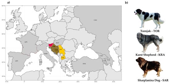 Przewodnik po rasie psów Tornjak: Informacje, zdjęcia, pielęgnacja i więcej!