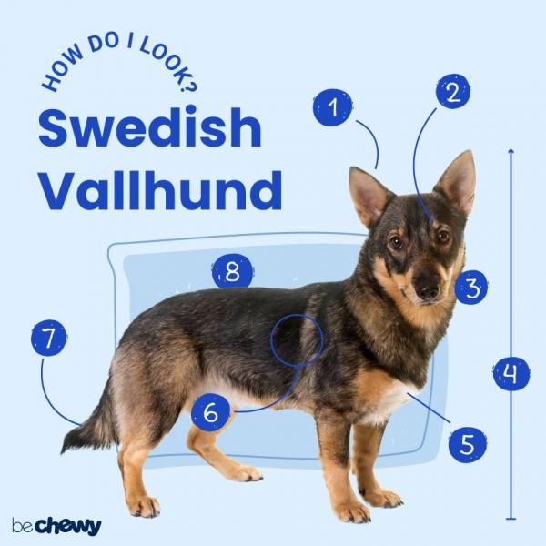 Dlaczego niektóre szwedzkie Vallhundy mogą żyć dłużej niż inne?