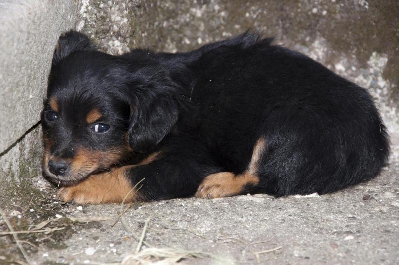 Syringomyelia u Cavalier King Charles Spanieli: Objawy, przyczyny i opieka (Odpowiedź weterynarza)