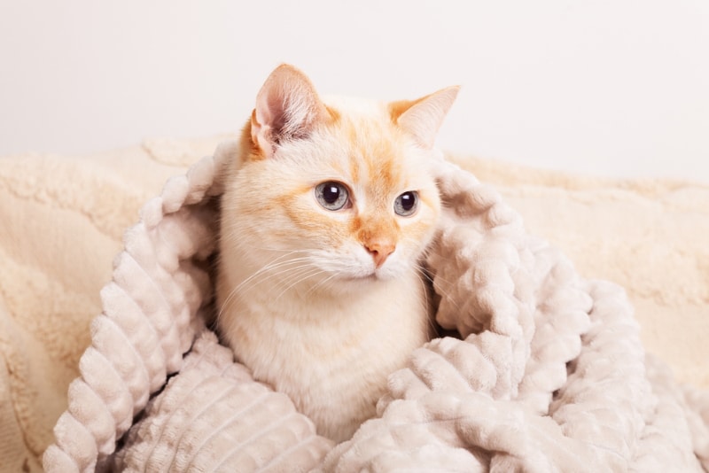 Jak sprawić, by kot był szczęśliwy i zdrowy zimą?