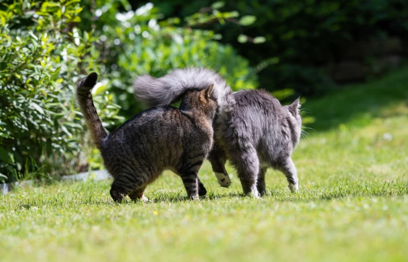 Dlaczego koty wąchają swoje tyłki: 6 powodów