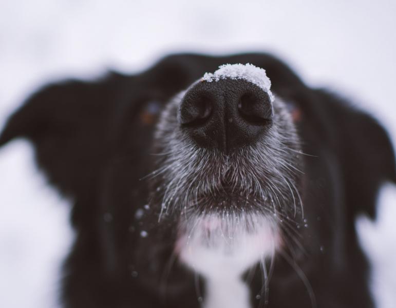 Dlaczego mojemu psu cieknie z nosa? 6 najczęstszych przyczyn (odpowiedź weterynarza)