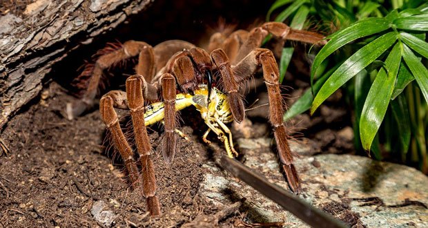 6. Ozdobny pająk tygrysi (Poecilotheria ornata) jest jednym z największych tarantul na świecie.