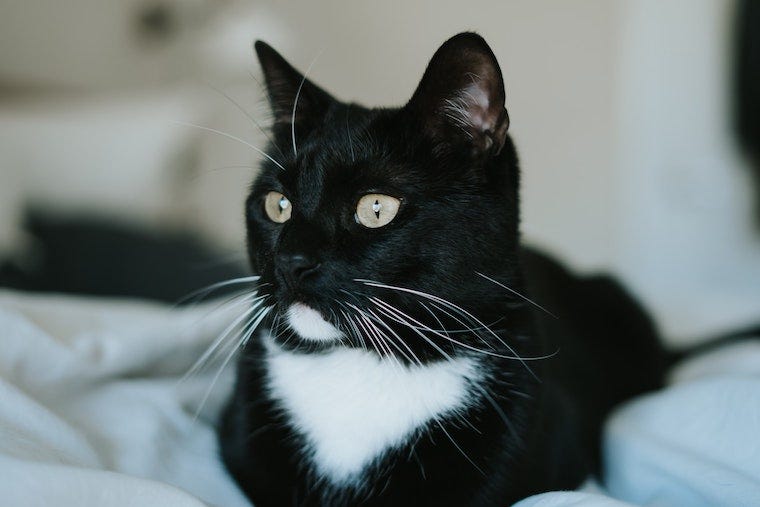 Jakiej rasy jest mój kot rasy Tuxedo? 6 oznak, których należy szukać