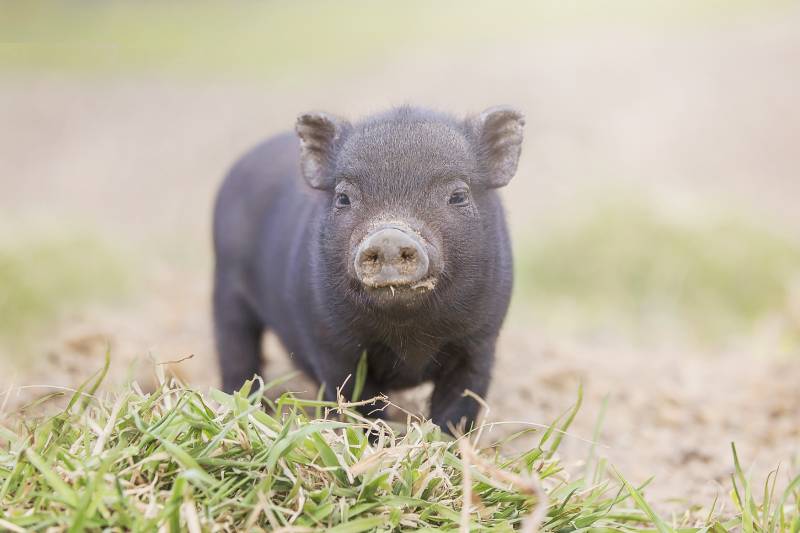 Co dzieje się z niechcianymi świnkami miniaturkami?