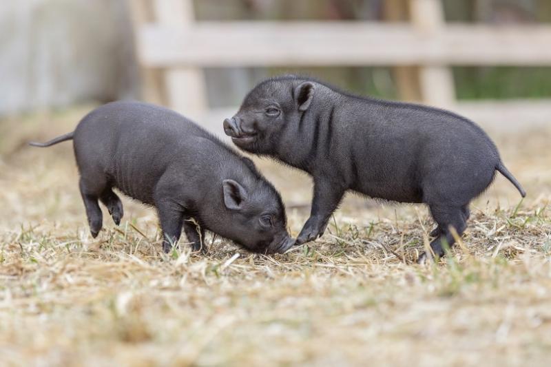 Co należy wiedzieć przed zakupem świnki miniaturki?