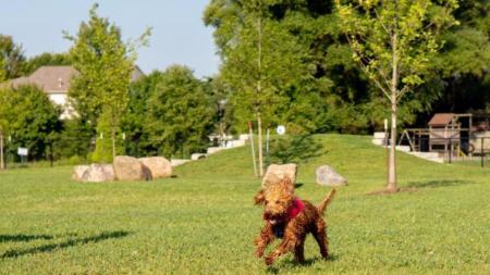 4. undefinedThompson Park Off-Leash Dog Park: Położony w Noblesville, na północ od Indianapolis, Thompson Park to przestronny park dla psów z oddzielnymi obszarami dla małych i dużych psów. Park jest dobrze utrzymany i zapewnia wspaniałą atmosferę zarówno dla psów, jak i ich właścicieli.