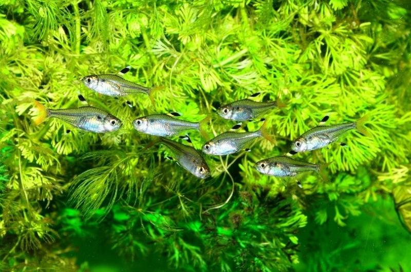 3. Żywe rośliny akwariowe Greenpro - wybór premium