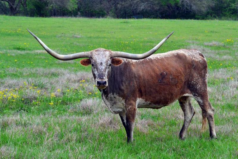 Czy Texas Longhorns nadają się do hodowli na małą skalę?