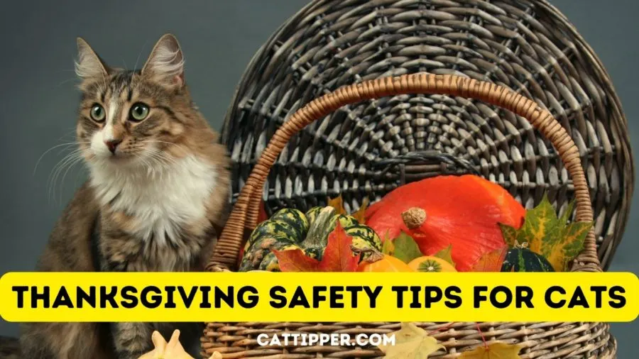 6. Zapewnij swojemu kotu bezpieczeństwo