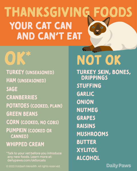 Co koty mogą jeść w Święto Dziękczynienia? 9 opcji zatwierdzonych przez weterynarza