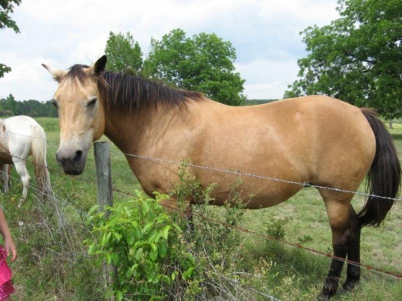 6. Tennessee Walking Horse