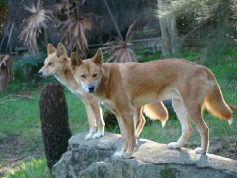 Amerykański dingo (pies karoliński) - informacje o rasie: Zdjęcia, przewodnik pielęgnacji i cechy