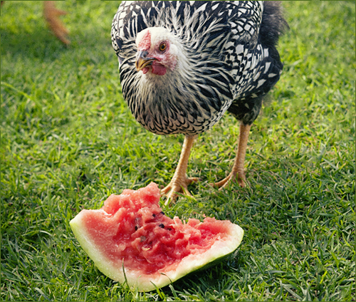 Czy kurczaki mogą jeść arbuza?