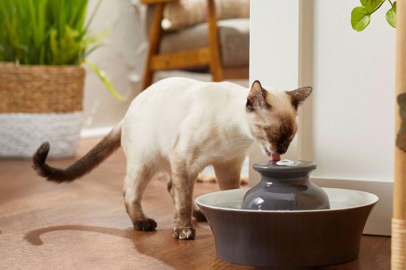 4 powody, dla których koty wolą pić bieżącą wodę