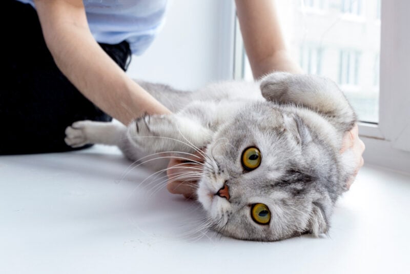 Jakie są różne rodzaje masażu dla kotów?