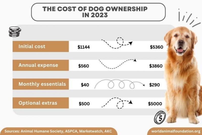 Lista środków i kosztów związanych z opieką nad psem