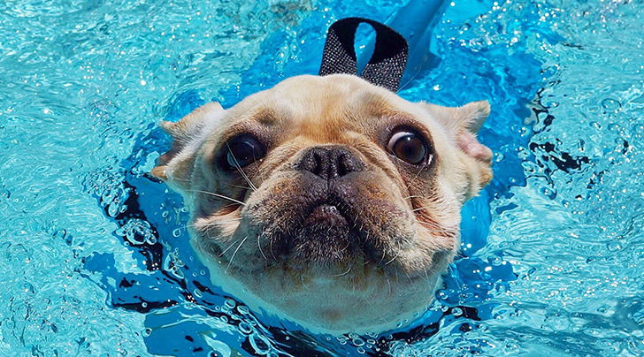 Jak zapewnić psu bezpieczeństwo w pobliżu basenu (9 wskazówek)