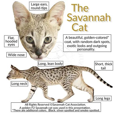 Czy posiadanie kota Savannah jest legalne w USA?