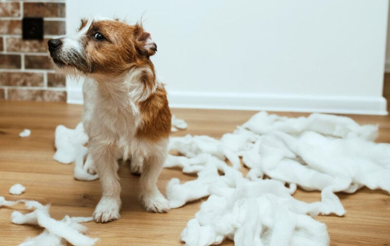 Jak właściciele psów powinni reagować na te zachowania?