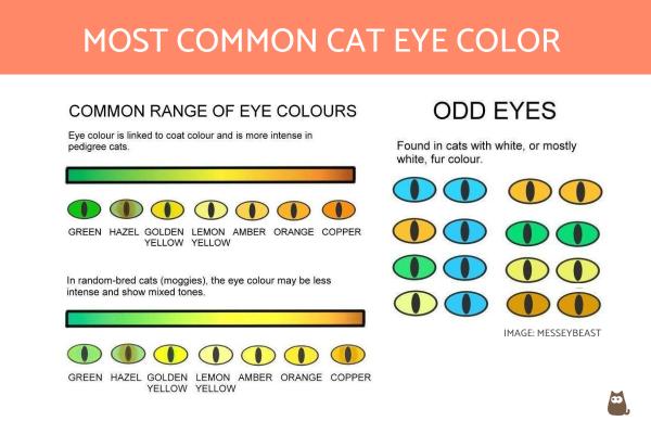 Czy czarny kot z żółtymi oczami to rzadkość? Dominujące kolory kotów - wyjaśnienie