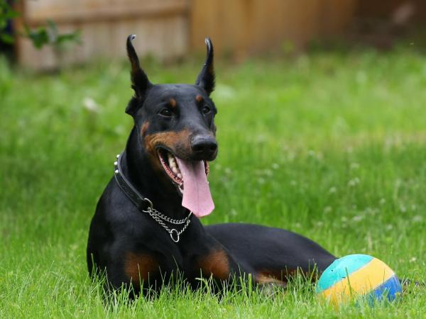 Doberman płowy: fakty, pochodzenie i historia (ze zdjęciami)