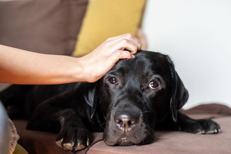 11 zapachów, których psy nie znoszą