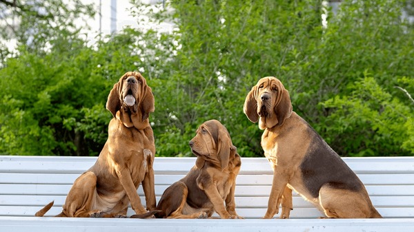 Czy bloodhoundy mogą być białe?