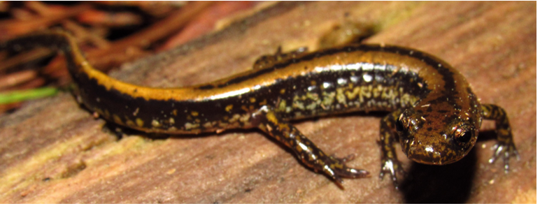 16 salamander występujących w Karolinie Południowej