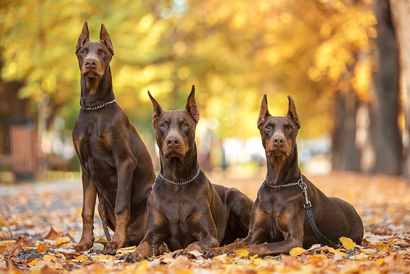 Top 4 unikalne fakty o czerwonym dobermanie