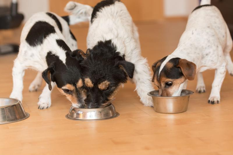 Jak powstrzymać psa przed zjadaniem jedzenia innych psów: 3 metody zatwierdzone przez weterynarza