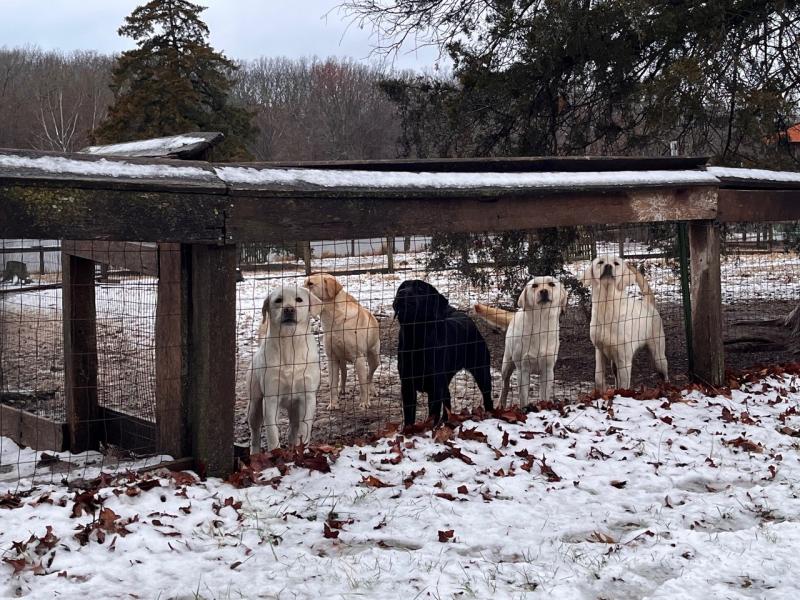 Labrador retriever - szczenięta na sprzedaż w Kansas: Lista hodowców 2024