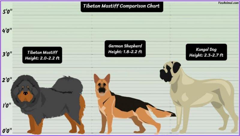 Jak duży będzie mój mastif tybetański? Tabela wagi i wzrostu