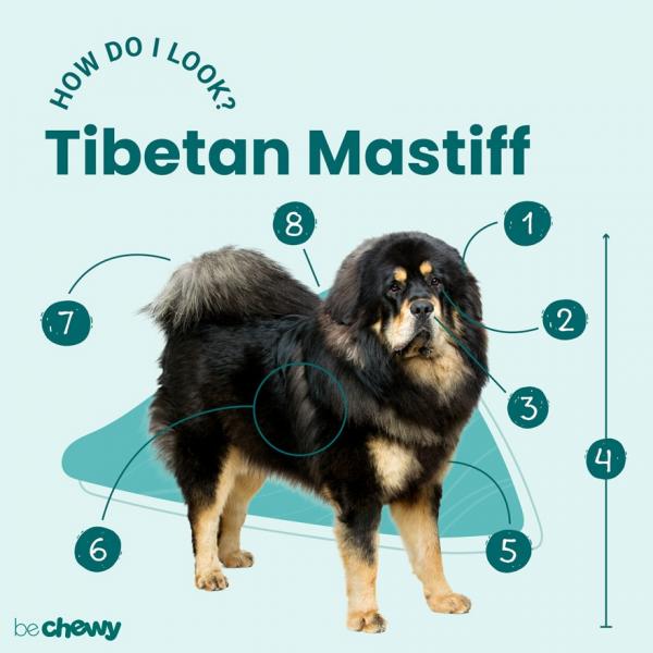 Czy mastif tybetański jest hipoalergiczny? Fakty potwierdzone przez weterynarza i najczęściej zadawane pytania
