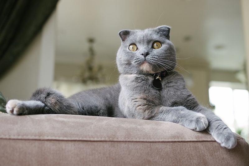 Rzeczy, które warto wiedzieć, posiadając kota rasy Scottish Fold Munchkin: