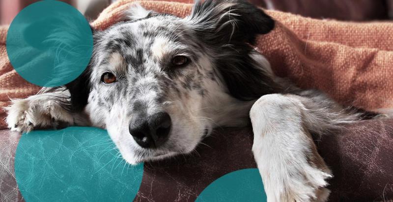 Mój pies zjadł Q Tips: Czy powinienem się martwić? (Odpowiedź weterynarza)