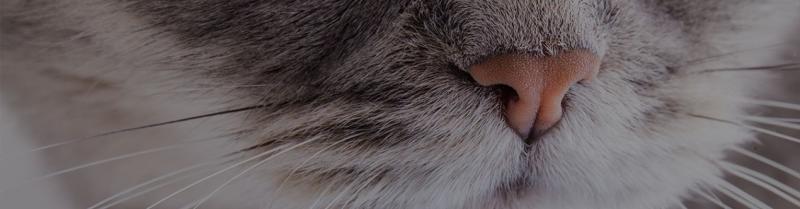 10 powodów, dla których Twój kot ma zatkany nos
