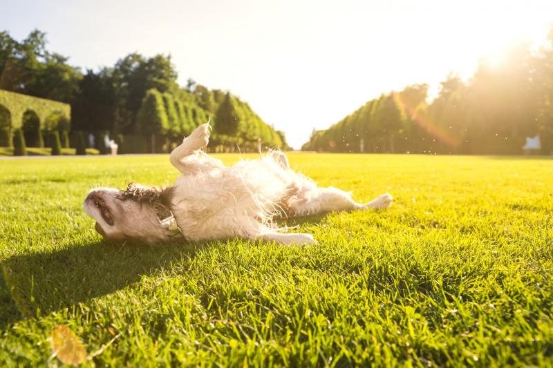 Dlaczego psy wylegują się na słońcu? Korzyści i zagrożenia (odpowiedź weterynarza)