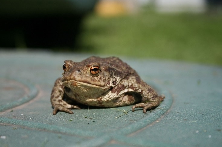 Ropucha trzcinowa (Rhinella marina)