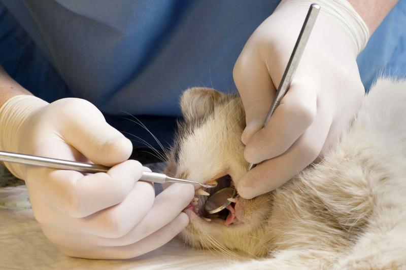 Czy ubezpieczenie zwierzęcia obejmuje usuwanie zębów u kota?