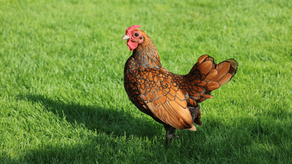 14 fantazyjnych ras kurczaków (ze zdjęciami)