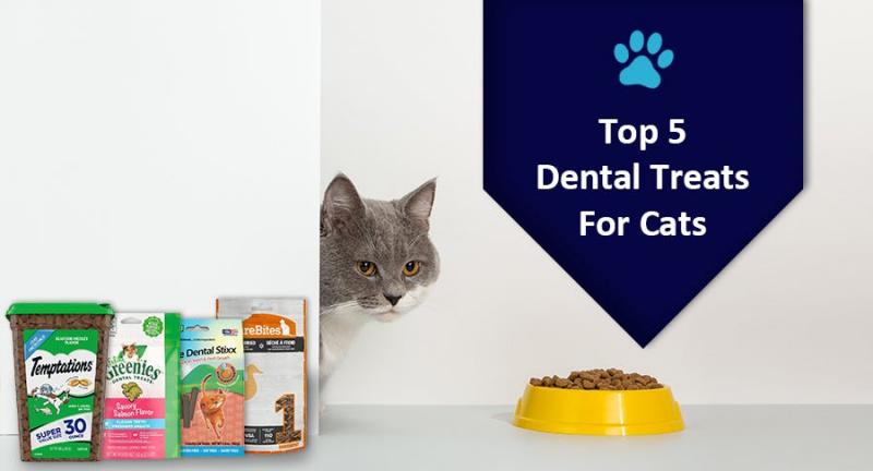 6 najlepszych przysmaków dentystycznych dla kotów