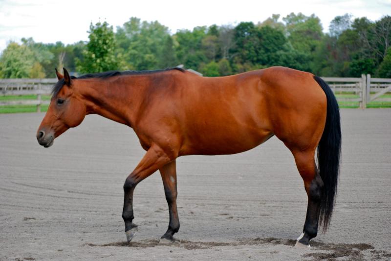 10 ras koni do wyścigów beczek (ze zdjęciami)