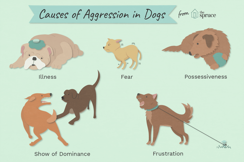 Agresja społeczna u psów: objawy, przyczyny i rozwiązania