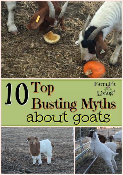 7 największych mitów i nieporozumień na temat kóz, w które należy przestać wierzyć!