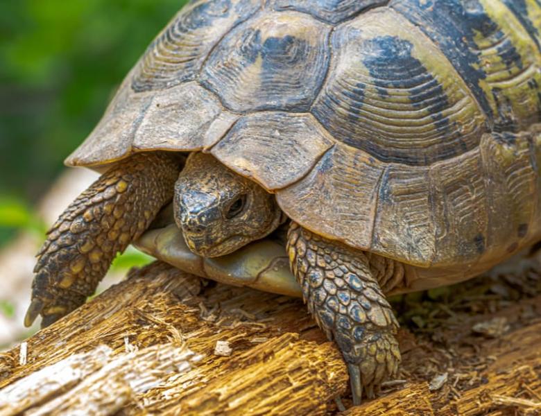 19 faktów na temat żółwi