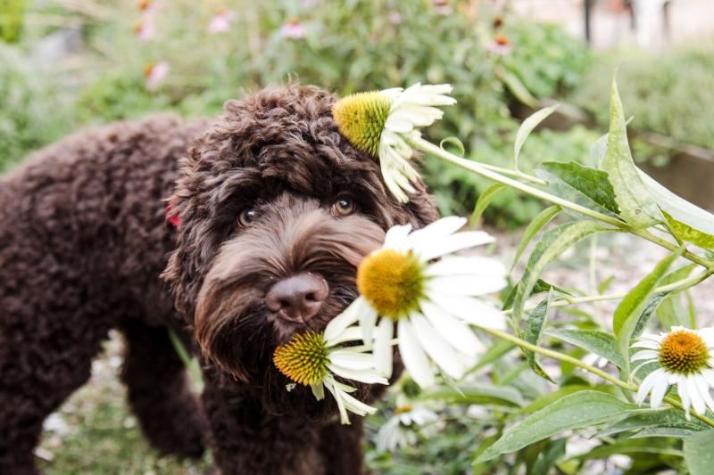 22 rośliny toksyczne dla psów: zdjęcia, FAQ i więcej