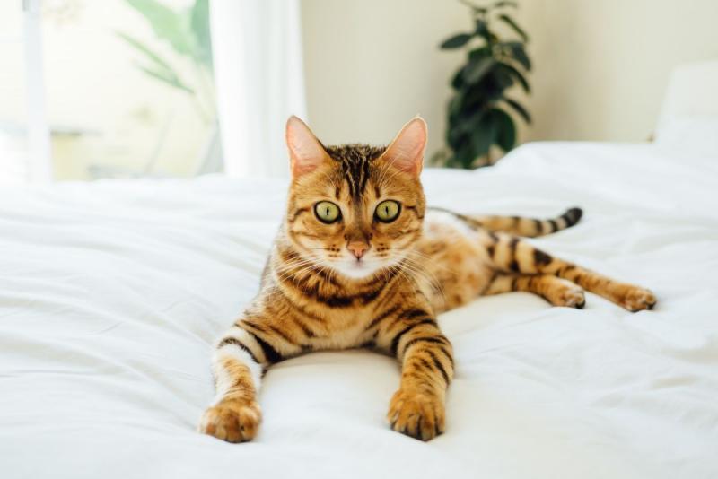 Rasa kotów Toyger: informacje, cechy i zdjęcia
